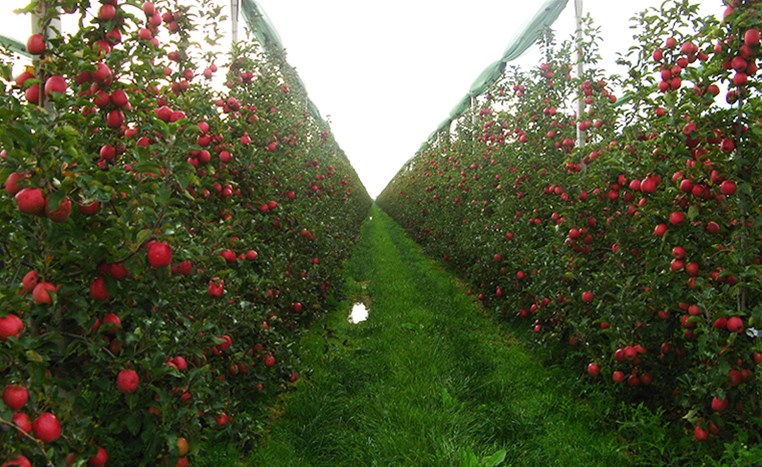 我公司领导到国外参观苹果种植技术